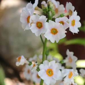 Myriad Primula Collection - Set Of 15 Young Plants 3 Of Each Variety