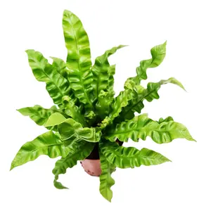 House Plant - Birds Nest Fern - Crispy Wave - 12 cm Pot size - 20-30 cm Tall - Asplenium Nidus - Indoor Plant