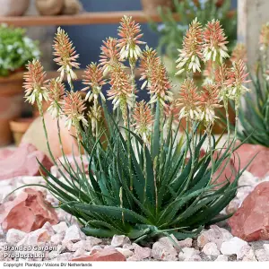 Gift Aloe Safari Sunrise 13cm in Zinc Pot x 1