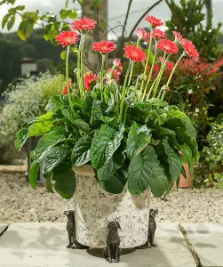 Sitting Labrador Plant Pot Feet - Set of 3