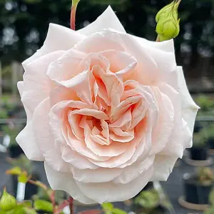 Rose 'Penny Lane' Climbing Rose in a 3L Pot