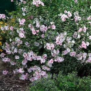 Lavatera Barnsley Garden Plant - Pinkish-White Blooms, Compact Size (25-35cm, 3 Plants)