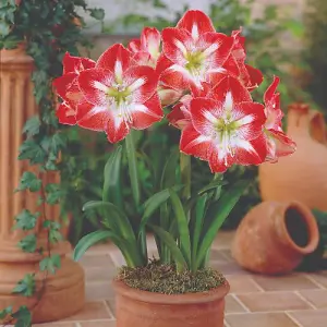 Amaryllis Minerva 1 Bulb (Size 22/24)