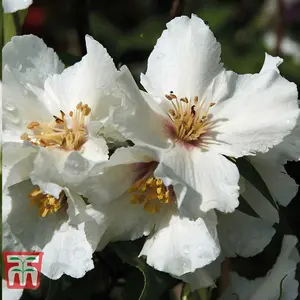 Philadelphus Belle Etoile 9cm Pot x 2