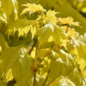 Acer Princeton Gold Tree - Golden Foliage, Compact Size, Hardy (5-6ft)