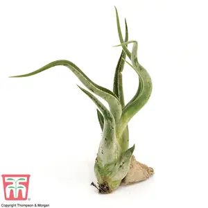 Houseplant Air Plant Tillandsia Caput Medusa Medium x 1