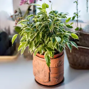 Ficus benjamina Starlight - Weeping Fig Houseplant for Indoors, Home, Office, Kitchen in 12cm Pot (30-40cm Height Including Pot)