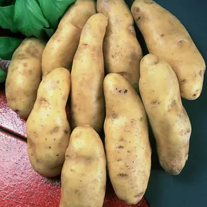 Grow Your Own Vegetables - Potato Ratte 2kg