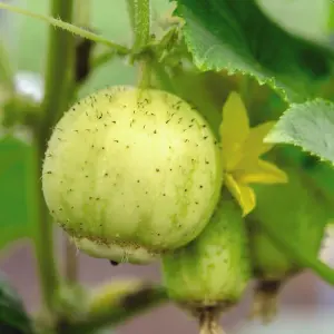 Cucumber Crystal Apple 1 Seed Packet