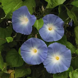 Morning Glory Heavenly Blue 1 Packet (50 Seeds)