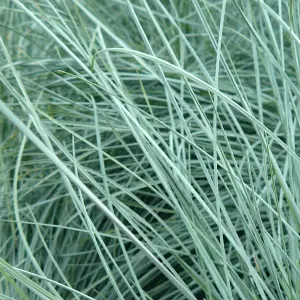 Festuca Intense Blue - Evergreen Shrub, Striking Blue Foliage, Hardy Grass Plant (15-30cm Height Including Pot)