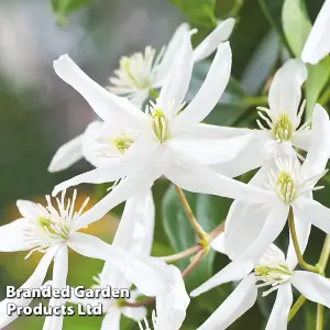 Clematis Armandii Snowdrift 2 Litre Potted Plant x 1