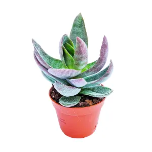 House Plant - Silver Dollar Plant - Lotus - 8 cm Pot size - 10-20 cm Tall - Crassula Garnet Lotus - Indoor Plant