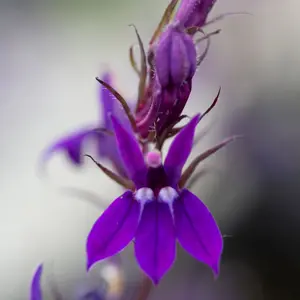 Lincolnshire Pond Plants Ltd Marginal Plants - Pond Plants (Lobelia Vedrariensis) - 1 Litre bareroot