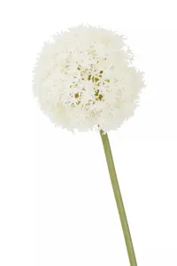 Fiori 72cm Allium Stem Ivory Flower Artificial Plant Foliage