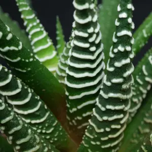 Haworthia Big Band - Indoor Succulent in 11cm Pot, Houseplant for Small Spaces (15-25cm Height Including Pot)