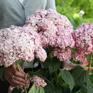 Sweet Annabelle Sevenbark Shrub Plant Hydrangea Arborescens 3L Pot