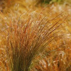 Carex Prairie Fire - Copper Coloured Foliage, Evergreen, Hardy (15-25cm Height Including Pot)