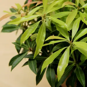 Pieris Forest Flame Plant in 2L Pot with Hessian Gift Wrap - Compact Evergreen Shrub - Easy to Grow Christmas Gardening Gift