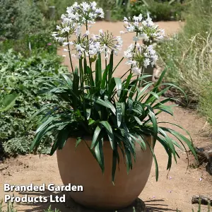 Agapanthus Ever Sparkle 9cm Potted Plant x 1