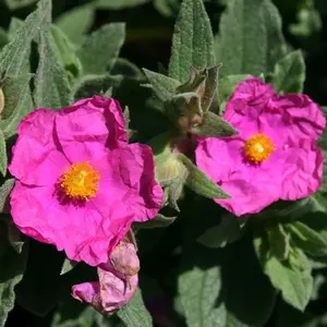 Sunset Rock Rose Outdoor Shrub Plant Cistus x Pulverulentus 2L Pot