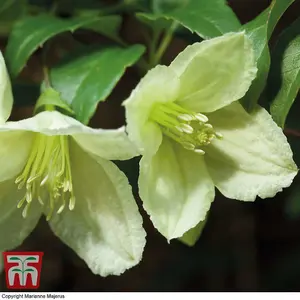 Clematis cirrhosa Jingle Bells 3 Litre Potted Plant x 1