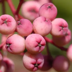 Sorbus Pink Pagoda Tree - Pink Berries, White Flowers, Mountain Ash, Hardy (5-6ft)