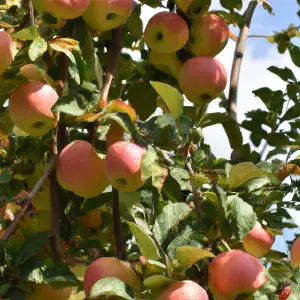 Lincolnshire Fruits Kidd's Orange Red Potted Apple 7 Litre Tree