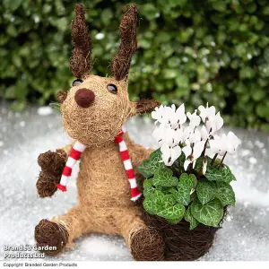 Gift Coco Moose Planter + Cyclamen Red 9cm Pot x 2