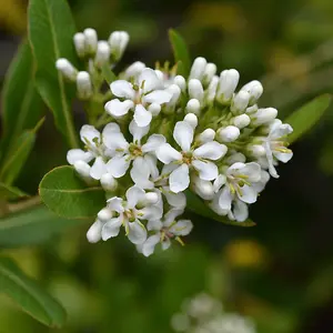 1 Escallonia 'Iveyi' in a 1-1.5L Pot, Evergreen Hedging Plant, Beautiful Clusters of White Flowers