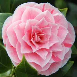 Camellia Bonomiana - Compact Evergreen Shrub, Beautiful Blooms (20-30cm Height Including Pot)