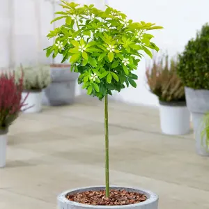 Choisya Sundance Patio Tree - Stunning Variety, Ideal for UK Gardens, Compact Size (2-3ft)