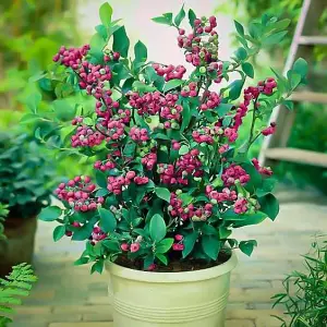 Blueberry Bush 'Pink Lemonade' - Vaccinium in 9cm Pot - Reliable Heavy Cropping