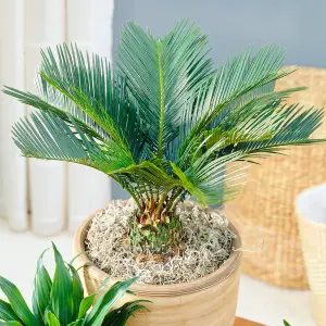 Cycas Revoluta - Hardy Sago Palm (30-40cm Height Including Pot)