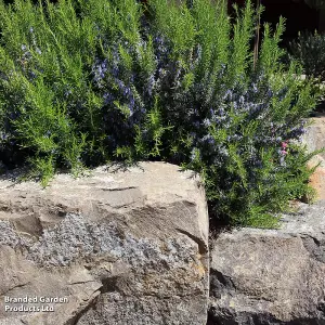 Rosemary 'Roman Beauty' - 3 Litre Potted Plant x 1