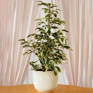 Ficus Starlight Weeping Fig Houseplant - Ideal Evergreen Plant for Home, Office, Kitchen in 12cm Pot (30-40cm)