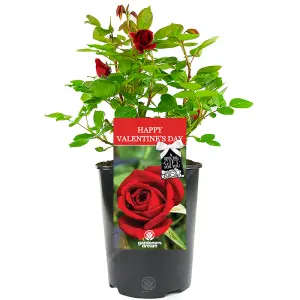 Happy Valentine's Day Red Rose - Outdoor Plant, Ideal for Gardens, Compact Size