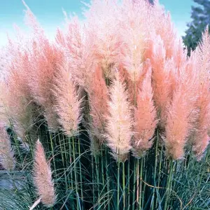 Cortaderia Rosea Garden Plant - Pampas Grass, Pink Plumes, Compact Size (20-30cm Height Including Pot)