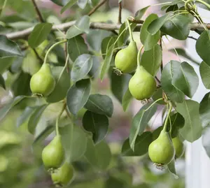 100 Wild Pear Tree 1-2ft,Pyrus Communis Hedging 40-60cm Strong Native Plant 3FATPIGS