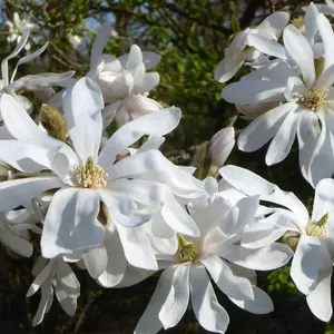 Magnolia Stellata x 2 Plants in 9cm Pots - Starry Magnoliacea - Spring Flowering