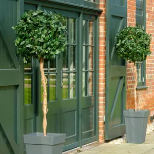 Blooming Artificial - 150cm / 5ft Artificial Bay Laurel Tree (Pair) Topiary