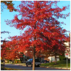 3 Red Oak Trees 1-2ft Tall Quercus Rubra Hedging Plants, Bright Autumn Colour 3FATPIGS