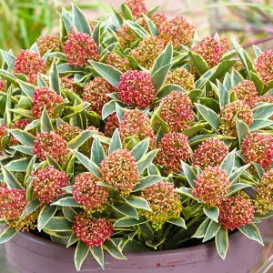 Skimmia Magic Marlot Garden Plant - Evergreen Foliage, Compact Size (25-35cm Height Including Pot)