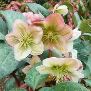 Helleborus 'Winter Moonbeam': Refined Winter Beauty, 3L Pot (20-30cm)