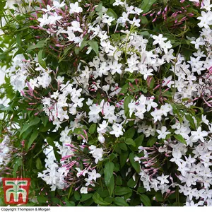 Scented Jasmine - Jasminum x stephanense 'Starry Starry Summer Night' 9cm Potted Plant x 2