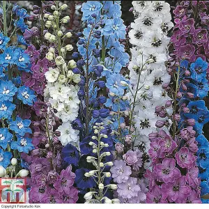 Delphinium Mixed 8 Bare Root Plants