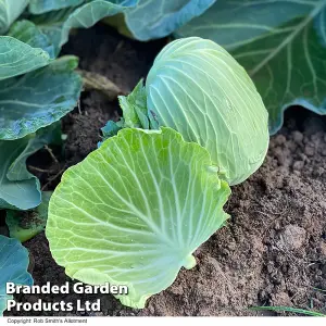 Cabbage Green Rich F1 1 Packet (15 Seeds)