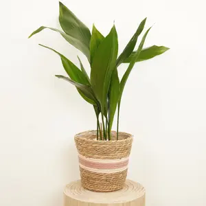 House Plant - Cast Iron Plant - 15 cm Pot size - 50-70 cm Tall - Aspidistra Elatior - Indoor Plant