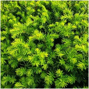 20 English Yew 30-40cm Hedging Plants,4yr old Evergreen Hedge,Taxus Baccata Trees 3FATPIGS