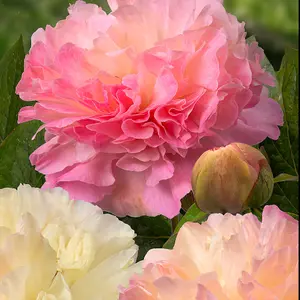 Peony - Paeonia lactifolia Lois Choice - supplied as a bare root with 3-5 eyes